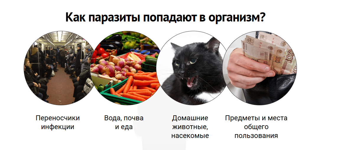 как паразиты попадают в организм